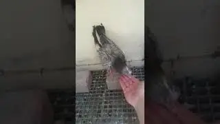 Elde yem yiyen yavru güvercinin cinsi ne? (pigeon feeding)