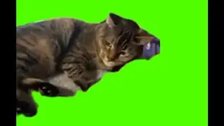 green screen cute cat angry while playing ball