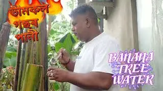 BANANA TREE WATER,  কল গছৰ পানী
