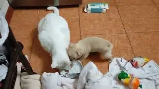 Тишка и кот