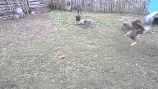 Imperial eagle is playing
