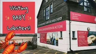 Visiting Baby Lobsters at the National Lobster Hatchery in Padstow