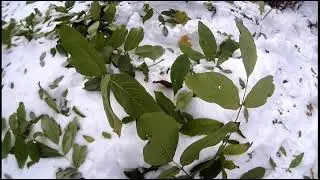 Snow Trees
