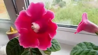 Показываю свои цветочки