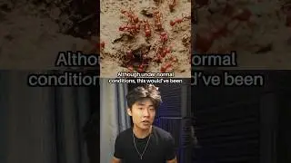 Being Bitten Hundreds of Times Saved Her Life 