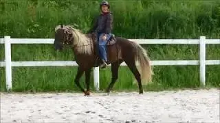 Reitkurs Normandie , Gangpferde ,Juni 2017