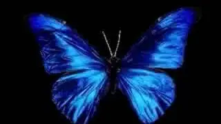 jeff williamS FLiGHT oV de bLuE butterfly