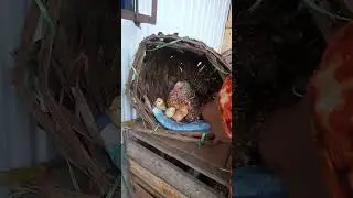 Pagpamisa ng Inahing Manok #nativechicken #Nativechickenhatch