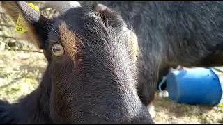 Cabras y cámara #6