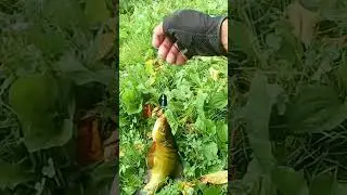 Линь на вертушку - просто шок