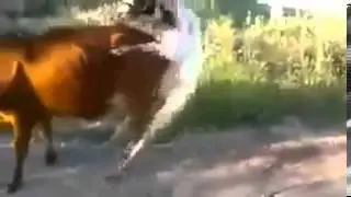 Cow Sex Gone Wrong