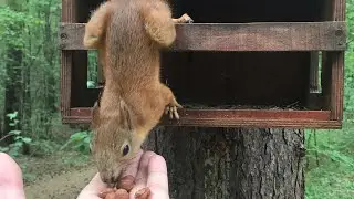 Подкармливаю белку🤭🤭🤭 в сосновом бору