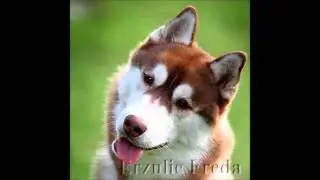 Успехи питомника Erzulie Freda в уходящем году!!!