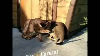 Солнечное утро! Каракет ф1 Каталея Китти, Каталея Семён и Каталея Тэдди!
