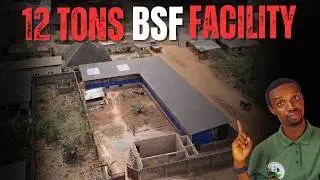 Inside a 12-Ton Black Soldier Fly Facility: Powering a 40,000-Fish Farm & Feed Processing Plant