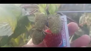 Малина 4 сорта которые Вас порадуют даже в Ноябре и возможно в декабре🍓🍓