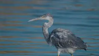 Western reef heron / (Egretta gularis) לבנית ים סוף