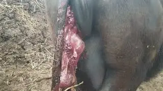 प्रसव के बाद पशु की (जड़) गिरने का वीडियो