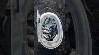 Живец на зиму ч. 2
