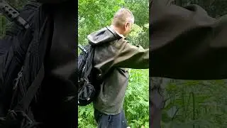 этот чай из этого растения ☘️ меня почему-то успокаивает 😅 🌲🌲🌲 