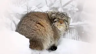 Manul Eva is at the combat post...