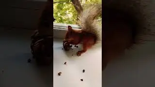 Белка ловко разгрызает шишку#2024#squirrel#animals#белка