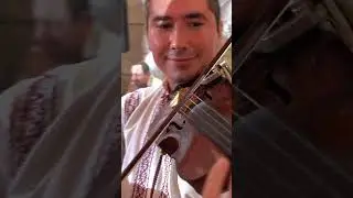 Plaesii 💍 la nunta  🎤