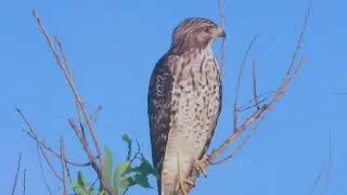 Typical wildlife in Southern Florida