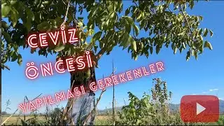 Ceviz Silkmeden Önce Bu Adımları Kaçırmayın! | Hasat Vlogu