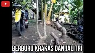 BERBURU BONSAI KAKAS/KRAKAS DIHUTAN | BONUS BONSAI JALITRI