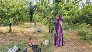A sad story: Khosrow's betrayal and the separation of his wife Nilufar / Nomadic life documentary
