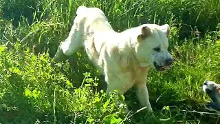 Видео с неожиданным финалом. Соседский алабай снова вырвался за периметр