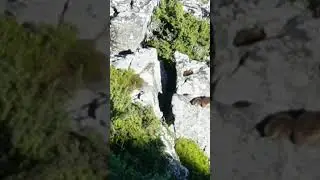 ROCK HYRAX | DASSIE