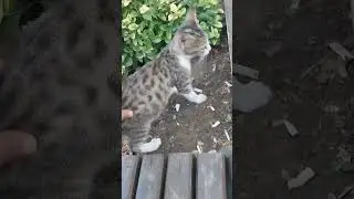 Beautiful Cat 🐱💕