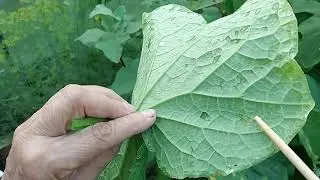 499. ПАУТИННЫЙ КЛЕЩ=КАК РАСПОЗНАТЬ=КАК  БОРОТЬСЯ