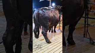 Hefty 1.2 ton bull from Brownie's Ranch