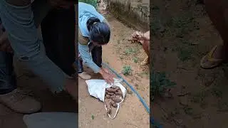 mak ini panen mbote