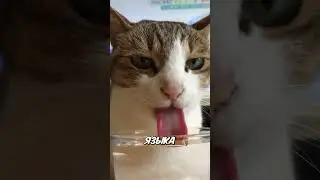 Как кошки и собаки пьют воду - не так, как ты думаешь! 😲🐾
