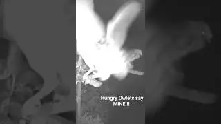 Hungry #LucySidOwlets All Want Food!!!