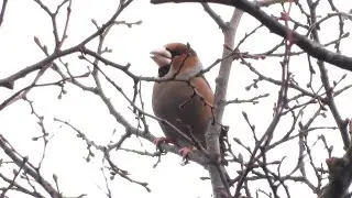 Hawfinch calling at Rufford CP, Notts., 28th January, 2022.