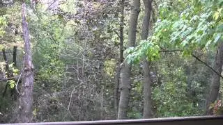 RAINING LEAVES