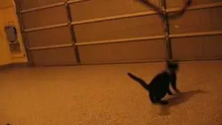 When Cats Attack: Requiem for a Kitty