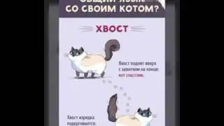 Как понять своего кота|Язык котов