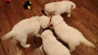 Merry Christmas from Majestic Manor Goldens