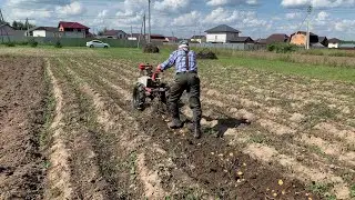 уборка картошки мотоблоком