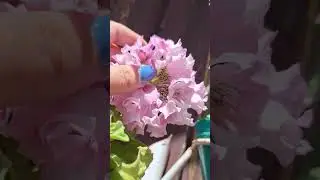 цветочки)
