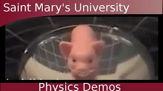 Mirror Mirage - The Pig!