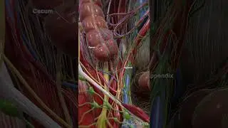 🌟 The Appendix: What You Need to Know 🌟  