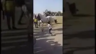 ЛОШАДЬ ТАНЦУЕТ.