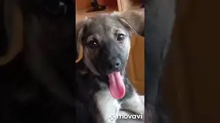 обожаю своих хвостиков 🥰🥰🥰🥰🥰🥰🥰